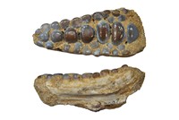 Phacodus punctatus - palais
